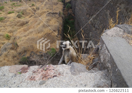 Hanuman langurs in Daulatabad Fort, India Hanuman langurs in Daulatabad Fort, India 120822511