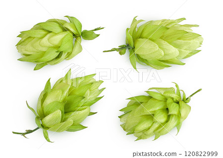 Hop cones isolated on white background. Beer brewing ingredients. Top view. Flat lay Hop cones isolated on white background. Beer brewing ingredients. Top view. Flat lay 120822999