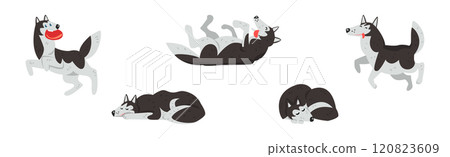 Husky Dog White and Black Breed in Different Pose Vector Set 120823609