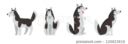 Husky Dog White and Black Breed in Different Pose Vector Set 120823610