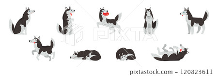 Husky Dog White and Black Breed in Different Pose Vector Set Husky Dog White and Black Breed in Different Pose Vector Set 120823611