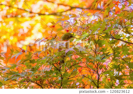A Japanese white-eye perched on a maple tree branch 120823612