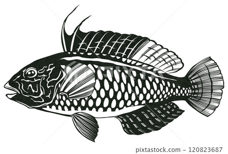 鹹水魚 Ohaglobera 的簡單黑白剪圖 120823687