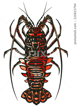 A paper cut-out illustration of spiny lobster, a luxury ingredient indispensable to seafood cuisine 120823794