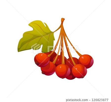 Cartoon cluster of autumn berries with a green leaf. Isolated vector vibrant ripe autumnal plant captures essence of fall season with its red color, evoking feelings of harvest and coziness of season 120823877