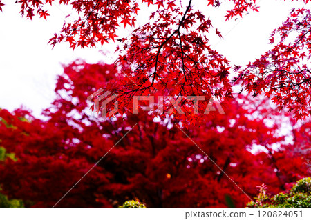 2024年深秋 奈良郡的紅葉 東大寺大佛池週邊 大佛池北側的鮮紅楓樹 2024年深秋 奈良郡的紅葉 東大寺大佛池週邊 大佛池北側的鮮紅楓樹 120824051