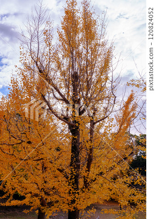 2024年深秋 奈良郡的紅葉 東大寺大佛池週邊 大佛池北側的黃色銀杏 ① 120824052