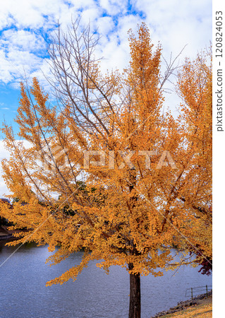 2024年深秋 奈良郡的紅葉 東大寺大佛池週邊 大佛池北側的黃色銀杏 ② 120824053