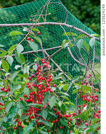 Ripe cherries on the cherry tree with protective netting to keep birds from eating the fruit Ripe cherries on the cherry tree with protective netting to keep birds from eating the fruit 120824149