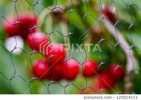 Protection of cherries from birds, cherry tree with blurred red cherries behind bird netting 120824151