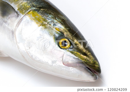 A close-up of the head of a freshly landed yellowtail 120824209