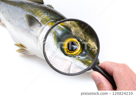 How to select yellowtail: A close-up look at the eye of a fresh yellowtail immediately after it is landed How to select yellowtail: A close-up look at the eye of a fresh yellowtail immediately after it is landed 120824210