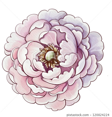 A beautifully illustrated and delicate depiction of a pink peony flower that exudes artistic elegance. Rose flower. Vintage botanical watercolor illustration, isolated. Perfect for a variety of nature A beautifully illustrated and delicate depiction of a pink peony flower that exudes artistic elegance. Rose flower. Vintage botanical watercolor illustration, isolated. Perfect for a variety of nature 120824224