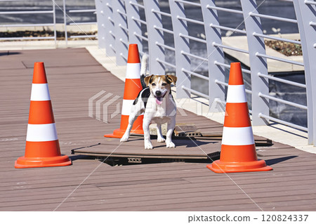 Jack Russell Terrier on Wooden Deck with Traffic Cones Jack Russell Terrier on Wooden Deck with Traffic Cones 120824337
