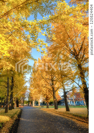 Ibaraki Prefectural Museum of History - Ginkgo trees and a yellow carpet-like road 120824404