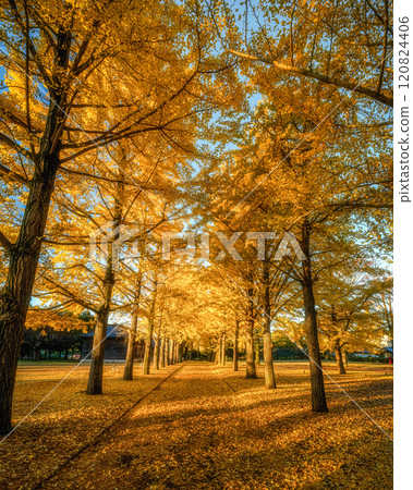 Ibaraki Prefectural Museum of History - Ginkgo trees and a yellow carpet-like road Ibaraki Prefectural Museum of History - Ginkgo trees and a yellow carpet-like road 120824406