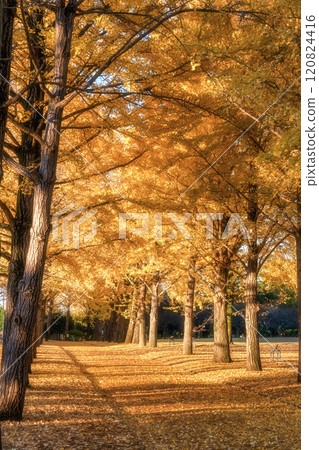 Ibaraki Prefectural Museum of History - Ginkgo trees and a yellow carpet-like road Ibaraki Prefectural Museum of History - Ginkgo trees and a yellow carpet-like road 120824416
