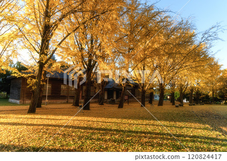 Ibaraki Prefectural Museum of History - Ginkgo trees and a yellow carpet-like road Ibaraki Prefectural Museum of History - Ginkgo trees and a yellow carpet-like road 120824417