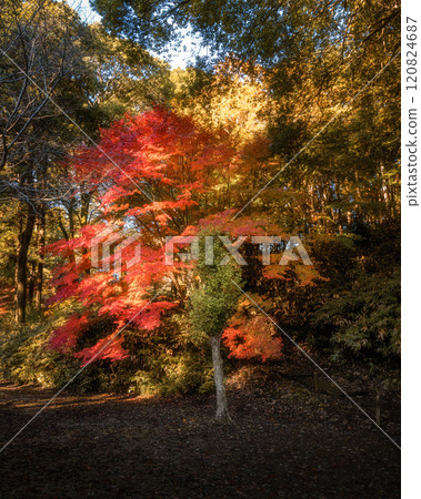 Kairakuen Momiji Valley in full autumn color Kairakuen Momiji Valley in full autumn color 120824687