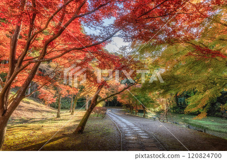 秋葉盛開的偕樂園紅葉谷 秋葉盛開的偕樂園紅葉谷 120824700