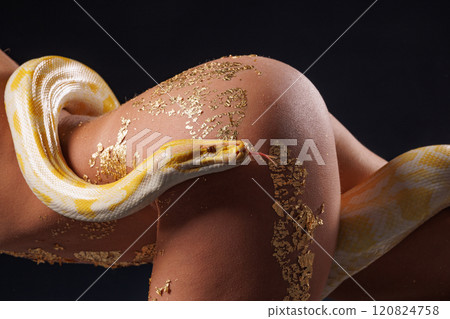 A close-up of a human body with a yellow tree snake python. The skin is decorated with gold accents, which creates a bright contrast with the yellow and white scales of the snake. Dark background A close-up of a human body with a yellow tree snake python. The skin is decorated with gold accents, which creates a bright contrast with the yellow and white scales of the snake. Dark background 120824758