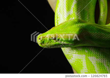 Giant wooden green snake python, on dark isolated background, snake skin Giant wooden green snake python, on dark isolated background, snake skin 120824765