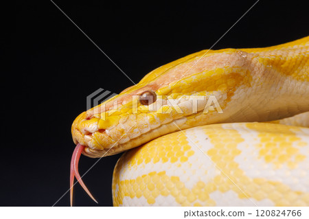 Close up of golden yellow python with tongue hanging out on black background. tree snake, macro 120824766