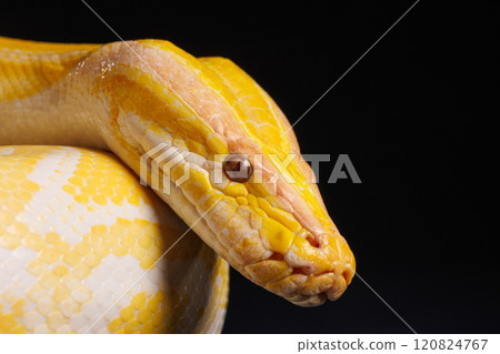 Close up of golden yellow python with tongue hanging out on black background. tree snake, macro 120824767