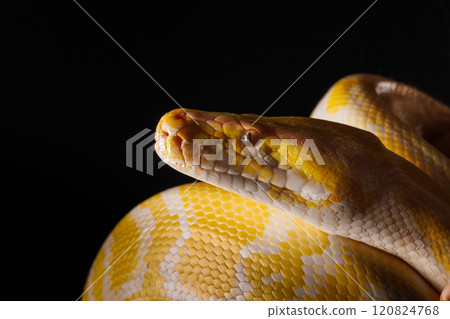 Close-up of a yellow python against a black background showing its brightly colored scales, Tree Snake, snake skin 120824768