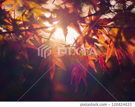 秋天的紅楓葉鏡頭光暈 120824833