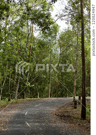 Fallen leaves and branches after a storm lie on an asphalt road in an Asian village on the popular tourist island of Bali. Fallen leaves and branches after a storm lie on an asphalt road in an Asian village on the popular tourist island of Bali. 120824947