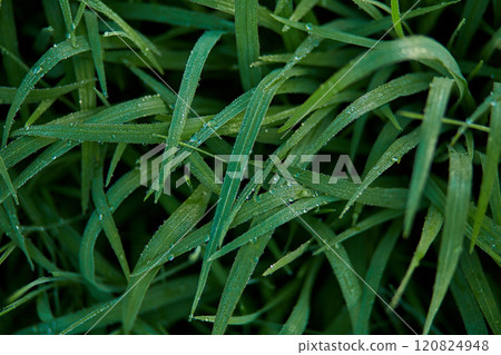 New juicy green rice terraces are covered with morning dew on the popular island of Bali. New juicy green rice terraces are covered with morning dew on the popular island of Bali. 120824948