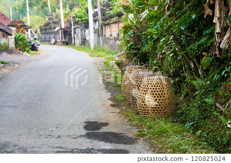 A row of straw cages for fighting roosters stands along a road in an Asian village. 120825024