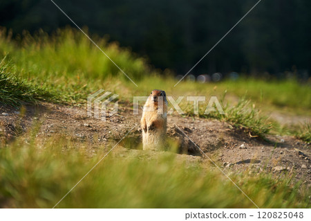 Prairie dogs in their native environment in the meadows in the mountains near their den. Prairie dogs in their native environment in the meadows in the mountains near their den. 120825048