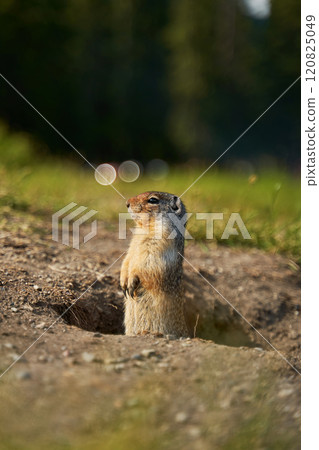 Prairie dogs in their native environment in the meadows in the mountains near their den. 120825049