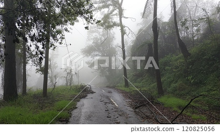 A road in the mountains in the fog after a storm. Around and on the way are broken trees and branches after a volcanic eruption. A road in the mountains in the fog after a storm. Around and on the way are broken trees and branches after a volcanic eruption. 120825056