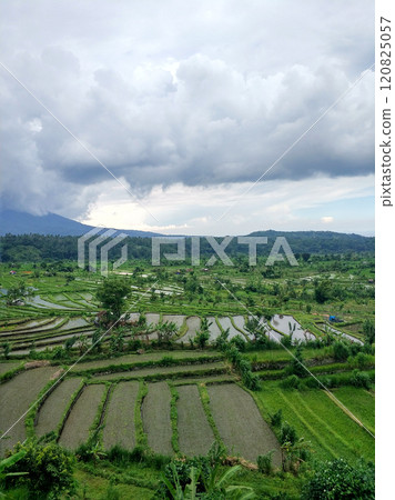 Panorama of green rice fields with palm trees on the tropical island of Bali. 120825057