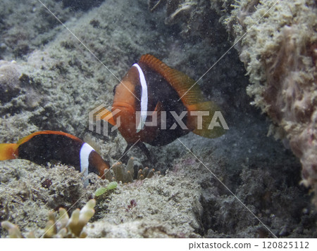 Red and Black Anemonefish 120825112