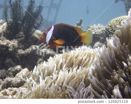 Red and Black Anemonefish 120825118