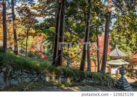 滋賀縣大津市坂本早尾神社參道沿線的針葉林 滋賀縣大津市坂本早尾神社參道沿線的針葉林 120825130