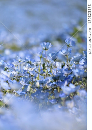 日立海濱公園的Nemophila 日立海濱公園的Nemophila 120825388