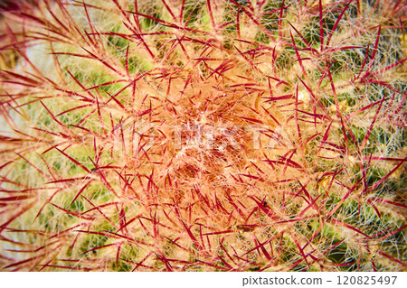 Cactus Spines Close-Up Radiating Pattern Macro View Cactus Spines Close-Up Radiating Pattern Macro View 120825497