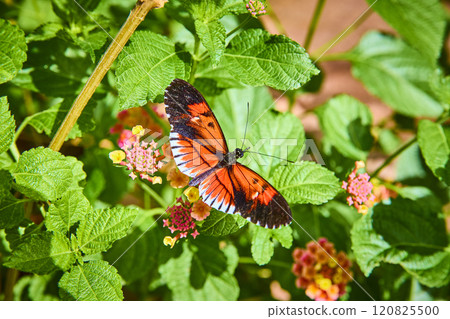 Vibrant Butterfly on Lush Leaves in Sunlit Garden Eye-Level View Vibrant Butterfly on Lush Leaves in Sunlit Garden Eye-Level View 120825500