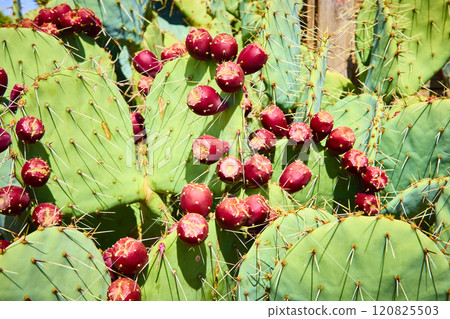 Prickly Pear Cactus with Red Fruit Close-Up in Sunlit Desert 120825503