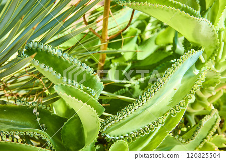 Lush Green Succulent Close-Up with Leaf Motion Detail 120825504