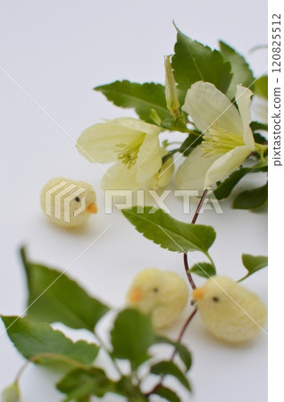 Milky white winter-blooming clematis flowers and felt chicks Milky white winter-blooming clematis flowers and felt chicks 120825512