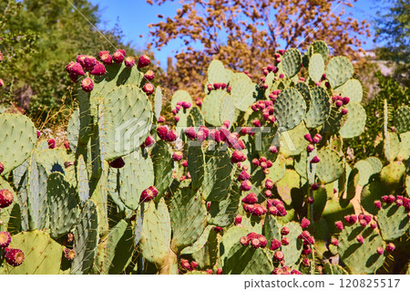 Prickly Pear cactus with Bright Fruit in Desert Landscape Eye-Level View 120825517