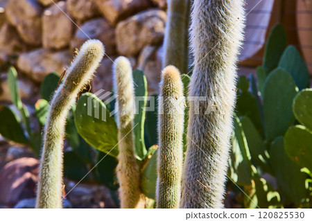 cactus Cluster in Sunlit Desert Ambiance Eye Level View 120825530