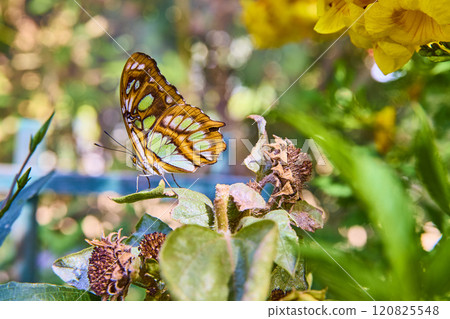 Butterfly on Leaf with Intricate Patterns and Garden Bokeh Eye-Level View 120825548