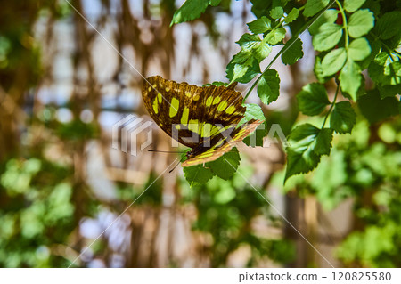 Butterfly on Green Leaf in Sunlit Botanical Conservatory Close-up Butterfly on Green Leaf in Sunlit Botanical Conservatory Close-up 120825580